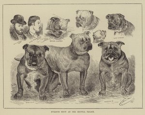 Exposición de Bulldogs en el Crystal Palace